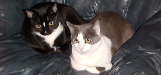 Dave's Cats:  Cobol and Java